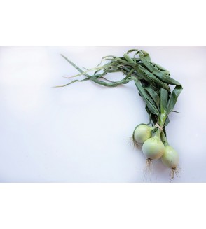 Botte d'Oignons blanc