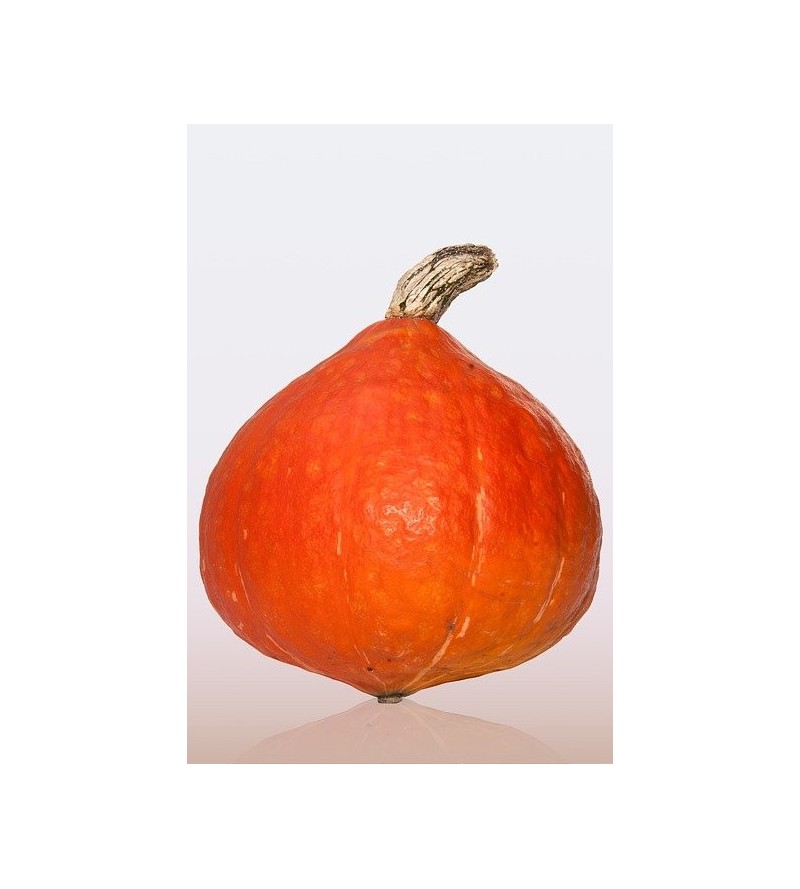 Potimarron 