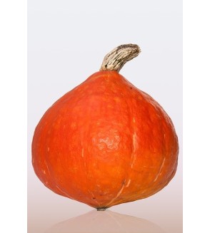 Potimarron 