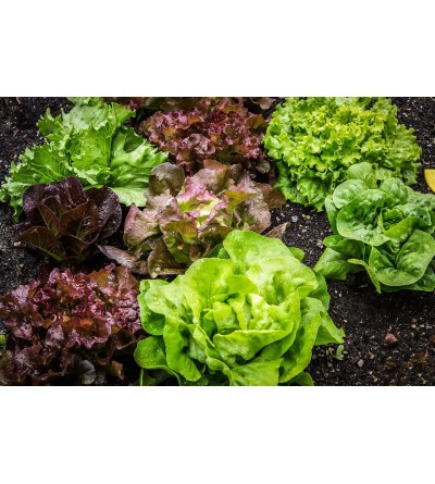 BIO 1 salade