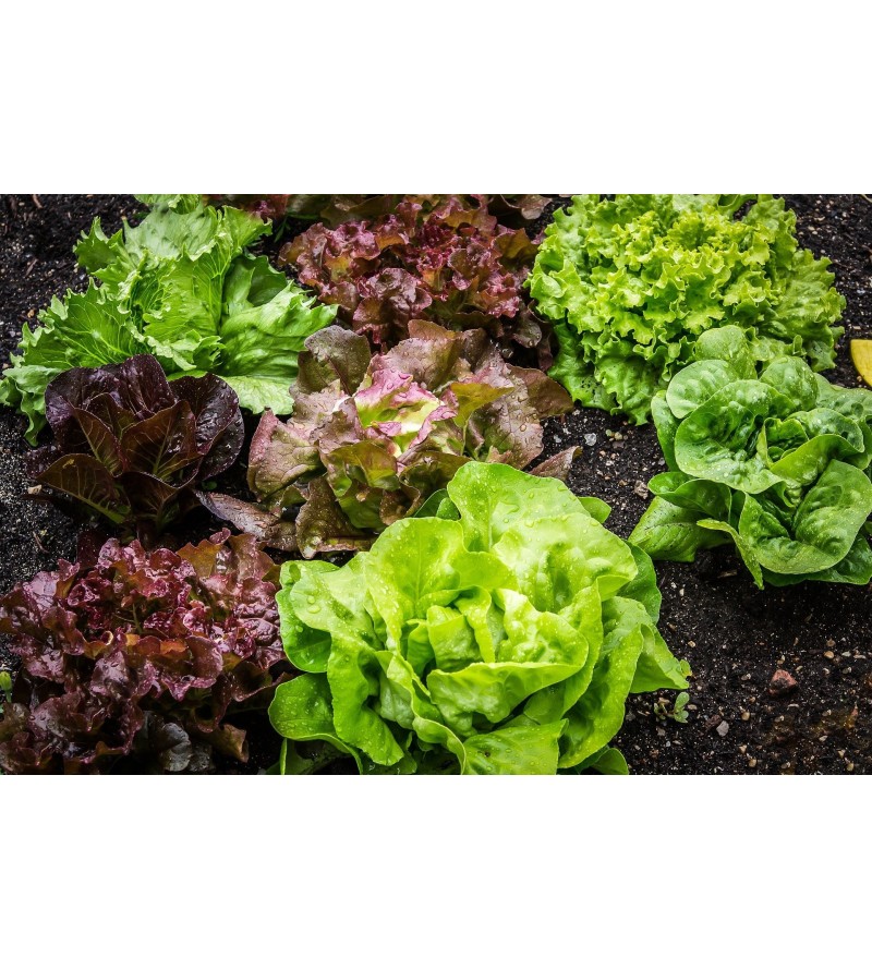 BIO 1 salade