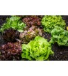 BIO 1 salade