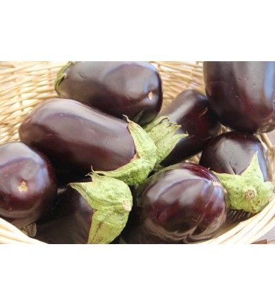 Aubergine