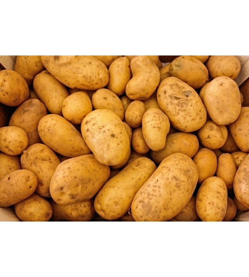 10kg de Pomme de Terre Agata